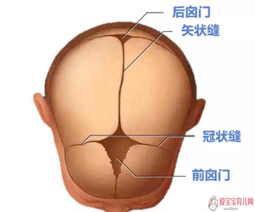 南京试管供卵捐卵，新生儿头软软的正常吗新生儿头上的软包是什么