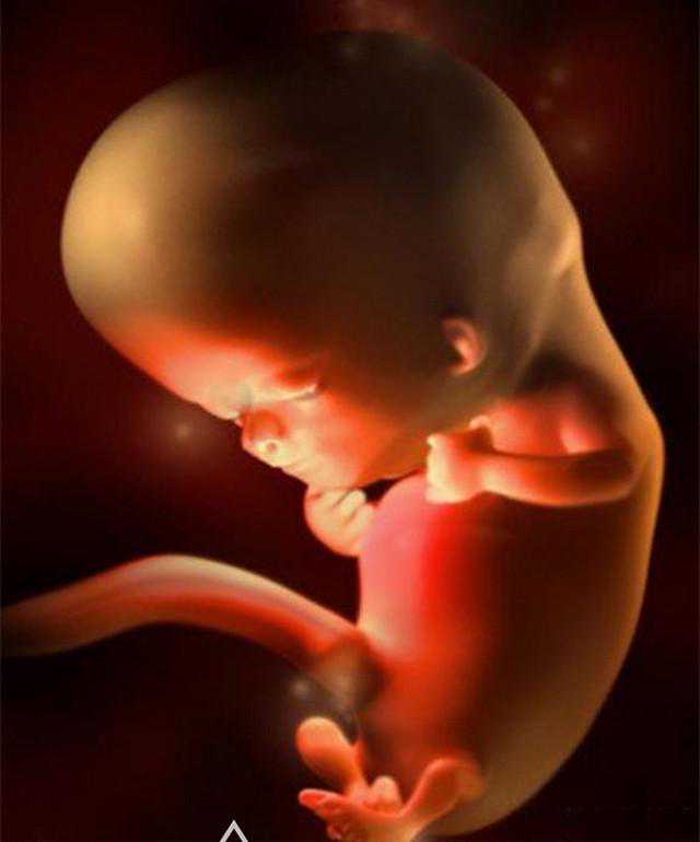 组图带你了解胎儿形成的全过程，太震撼了！感叹：生命真的很奇妙