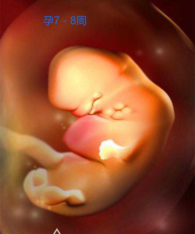 组图带你了解胎儿形成的全过程，太震撼了！感叹：生命真的很奇妙